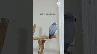 앵무새ㅡ순돌이 오늘 심각해