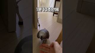 엄마가 부른지 1분 10초만에 도착한 앵무새  회색앵무 잠바  #parrot #반려동물