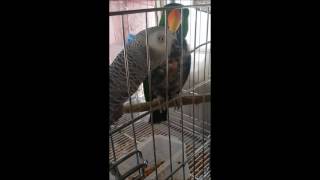 self injury Eclectus parrot th…