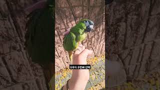 [한스마카우] 두번째 산책, 갸웃갸웃 눈빛 킬포 #앵무새 #한스마카우 #반려동물 #두루 #parrot #hansmacaw #animal #bird