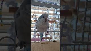 [퀘이커 앵무] 앙증맞은 너의 발 #parrot #quakerparrot #앙증맞은 #앵무새 #까꿍이