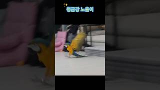 청금강 노을이 행복하자 아마존vs