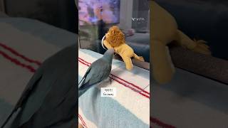 자기 횟대 되찾는 앵무새(Getting a perch back)  #birds #quakerparrots #parrot #퀘이커앵무새