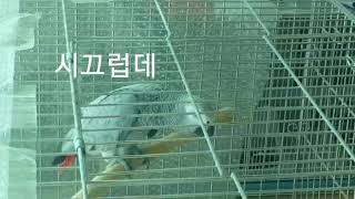 갔다올께~~말하는 회색앵무새