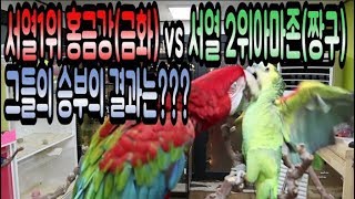 홍금강 vs 아마존 서열... 1위는 당연히??????