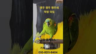 앵무새 1호 계약고객. 그랑콜레오스ㅋㅋ