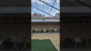 윙컷 2장과 5장 차이 #썬코 #썬코뉴어 #코뉴어 #앵무새 #앵무새비행 #윙컷 #날개깃 #아마조나 #sunconure #parrot