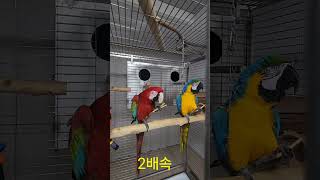 앵무새들의 기본 본능 #birds #앵무새 #앵무새청하 홍금강/청금강 #홍금강앵무새 #청금강앵무새