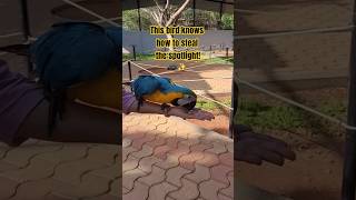 Feeding a Colorful Macaw! ✨ #s…