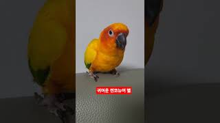 귀여운 썬 코뉴어 "별"  #썬코뉴어 #birds #parrot #앵무새