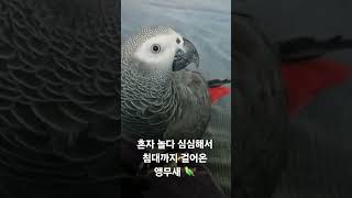 혼자보단 주인곁이 좋은 앵무새  #앵무새 #parrot…