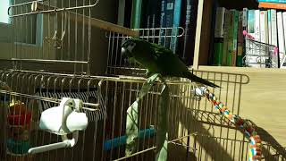 한스마카우 장난감 놀이 징글벨!