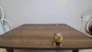 앵무새 훈련 - 고리가져오기