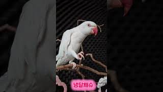 체리간식#목도리앵무새#앵무새#parrot#먹방#간식#코뉴어#모란#체리