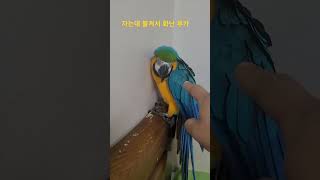 자는데 불켜서 화난 루카 #청금강 #청금강앵무새 #마카…