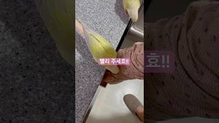 앵무새의 애교 #parrot #birds #앵무새 #코…