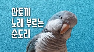 퀘이커앵무새 순도리 18번곡 산토끼노래 불러요♡♡♡