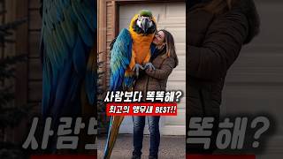각 분야 최고의 앵무새 알아보기 !  #앵무새  #반려동물