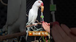 한라봉간식#parrot #앵무새#목도리앵무새 #코뉴어#…