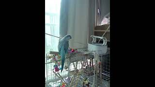 혼잣말하는 앵이 예뻐요!!! #앵무새 #parakeet…