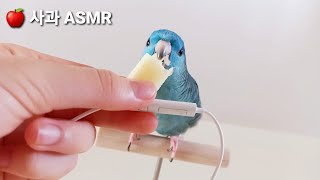  앵무새 사과 먹는 소리 [ASMR]