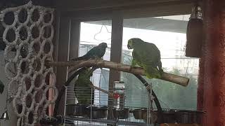 아마존앵무새와그린칙코뉴어