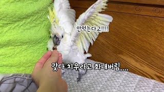 맛없는거 주니까 성질내는 앵무새