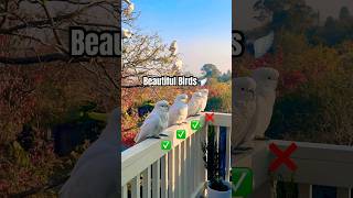Can You Guess a COCKATOO PERSONALITY by LOOKS? #birds #parrot #funny #tricks
