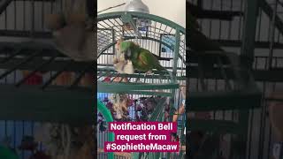 #SophietheMacaw loves her bell