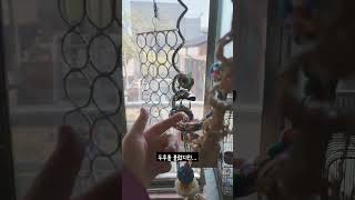 [한스마카우] 불렀지만 뻘쭘 #앵무새 #중형앵무 #한스마카우 #두루 #앵집사 #반려동물 #animal #parrot #hansmacaw #bird