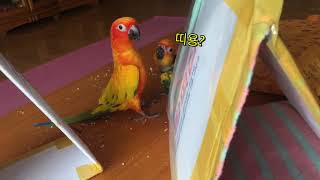 썬코뉴어 세 가족 일상 / 조생 37일차 햇살이 / 앵…