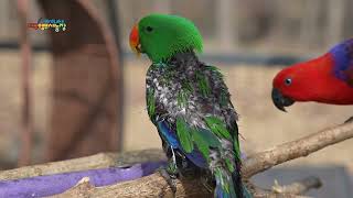 자해하는 뉴기니아앵무새에게 캐모마일워터를 사용했을때 26일간의 변화 26-day transformation  when chamomile water eclectusparrot