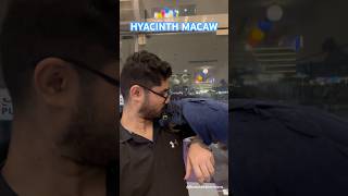 Hyacinth Macaw | Explore | Byc…