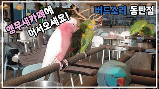 앵무새 카페 버드소리 동탄점에 방문하다! 사이테스 1급…