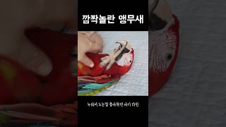 도망갔다가 아무 일도 없었던 척 하는 앵무새 ㅋㅋ #앵무새 #귀여워
