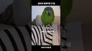 냅다 토하기 / 앵무새 뽀뽀 / 한스마카우 올리 #pa…