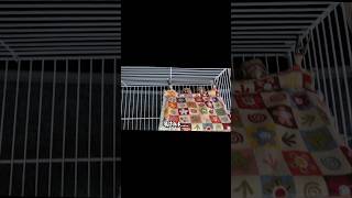 똥꼬발랄 아가 코뉴어들, 뭐허냐!