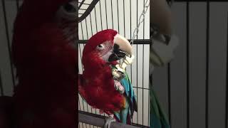 홍금강 앵무새 타미 개껌이 걸레가 되어가네요 한번 꽂히면 끝을 봅니당