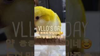 [하늘] 맘 열고 먹방중 @#하늘이 # 퀘이커 앵무# …