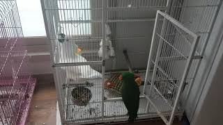 코카투 앵두와 뉴기니아 로또  친해질때도 됬는데