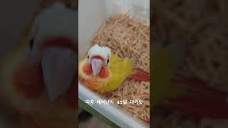 애기때만 볼 수 있는 아기짓 #코뉴어앵무새 #코뉴어 #코뉴어이유조 #코뉴어종류 #썬칙코뉴어 #시나몬딜루트코뉴어