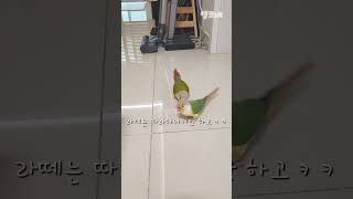 앵무새럭키분노의던지기 #shorts #코뉴어 #분노의 #던지기 #럭키라떼