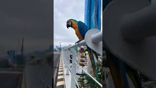 호출 잘되는 뚱뚱한 청금강 도일