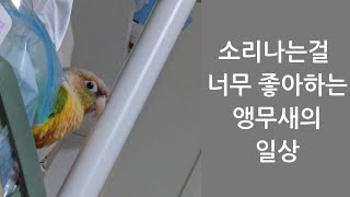 머리가 괜찮은지 걱정될 정도로 두드리는걸 좋아하는 코뉴어 앵무새