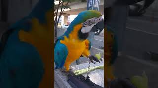 루카의 샤인머스켓 먹방 #청금강 #청금강앵무새 #마카우 #parrot #macaw #앵무새 #동물 #반려동물 #애완동물 #animal #루카 #산책