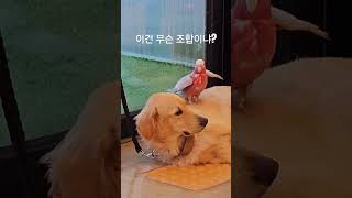이건 무슨조합이냐? #골든리트리버 ❤️ #갈라코카투
