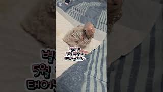 코뉴어 아가 앵무새 별이~19일째 눈떴어요~너무 이뻐요…
