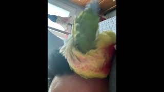 소망이의 일상(코뉴어)