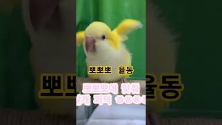 [하늘] 뽀뽀뽀 율동ㅎ@#하늘이 # 퀘이커 앵무# 춤추는 앵무새 #구독 좋아요 