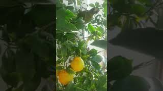 옐로우 카라마카우~~~